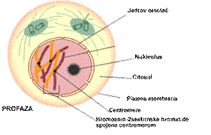 http://www.biologija.rs/profaza.gif